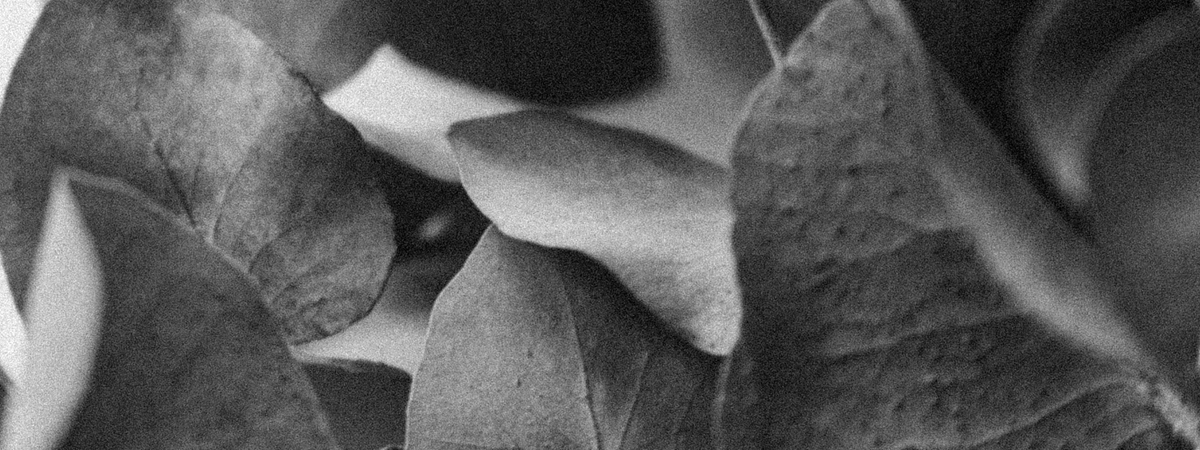 Black and white close-up of eucalyptus leaves, showing detailed texture and natural curvature in a soft, moody light.