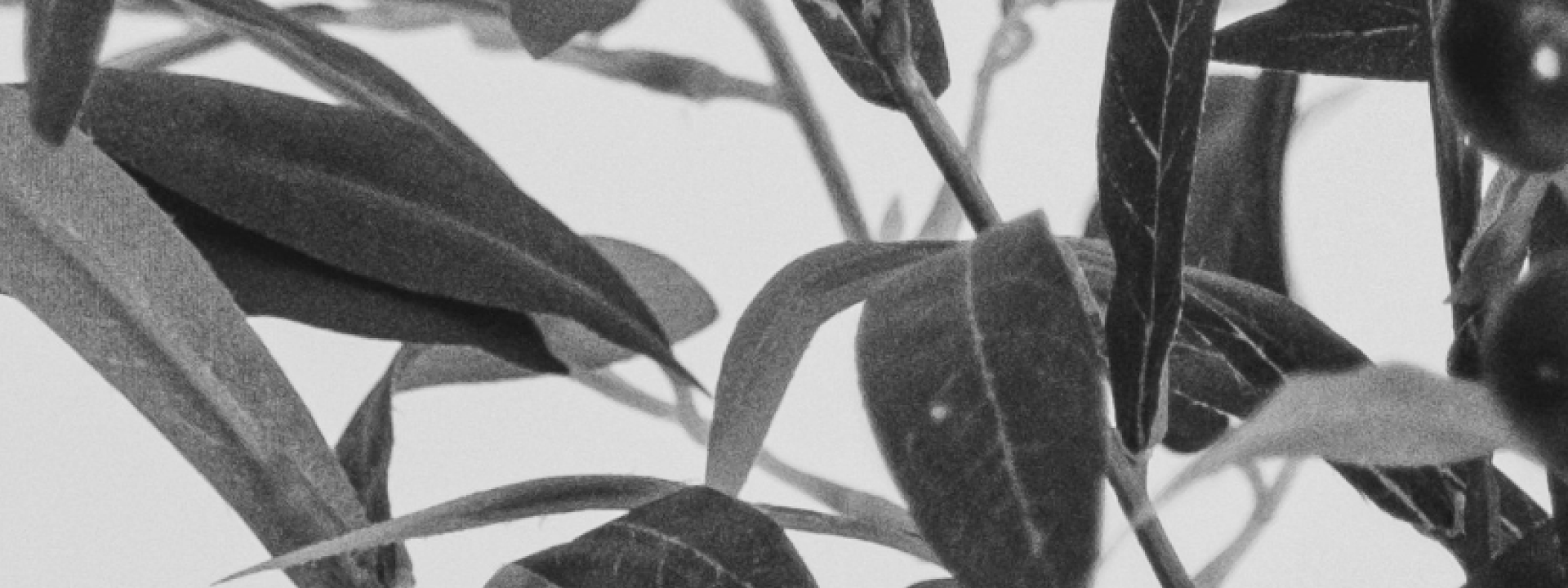 The Pros of Eucalyptus in Essential Oils