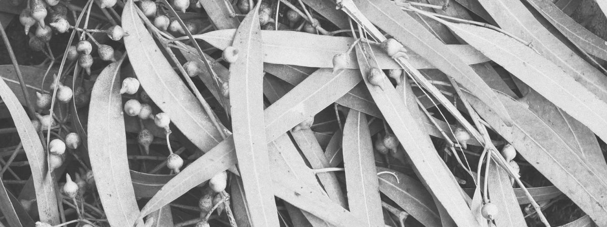 Eucalyptus leaves and seed pods in close-up, black and white