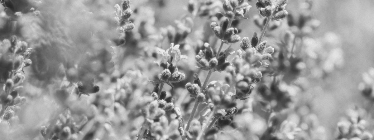 Close-up of lavender flowers, black and white