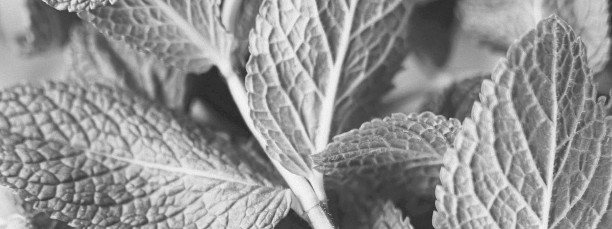 Textured mint leaves in close-up, black and white