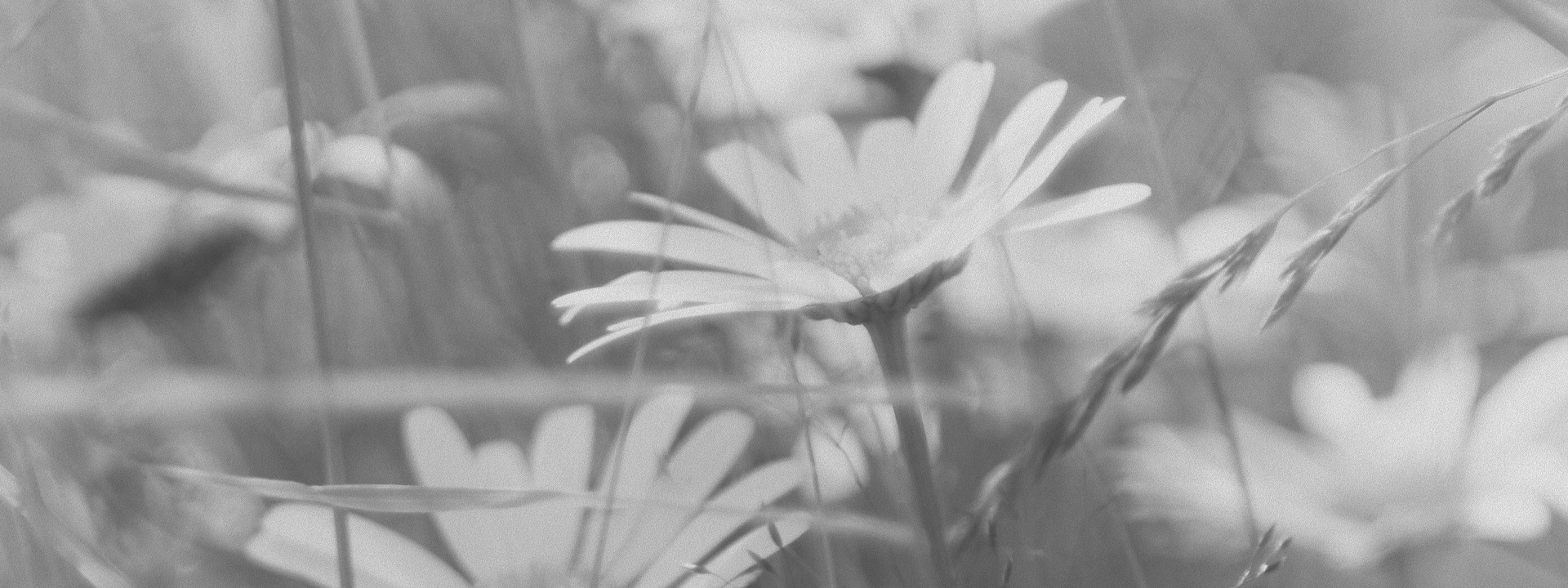 Roman chamomile and the GABA connection: the quieter half of Calm Blend